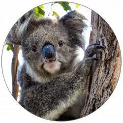 Essbares Papier-Koala-Plüschbär 19,5 cm