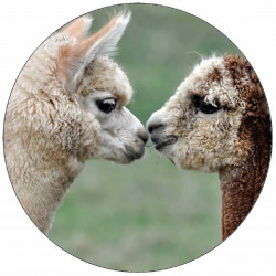 Essbares Papier, das sich an Alpakas schmachtet, 19,5 cm