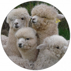 Essbares Papier Herde Alpak 19,5 cm