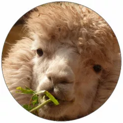 Essbares Papier-Alpaka aus der Nähe 19,5 cm