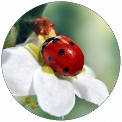 essbares Papier Marienkäfer auf einer weißen Blüte 19,5 cm