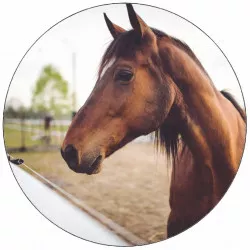 essbares Papier brauner Hund 19,5 cm