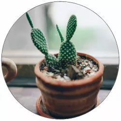 Essbares Papier Kaktus 19,5 cm