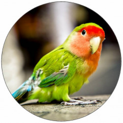 Essbares Papier, kleiner Papagei, 19,5 cm