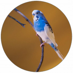 Essbares Papier blaugraue/hellblau weiße Wellensittich 19,5 cm