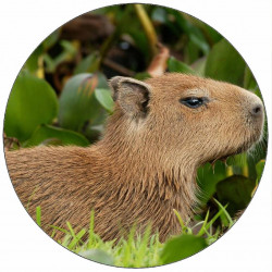 essbares Kapybarapapier im Gras 19,5 cm