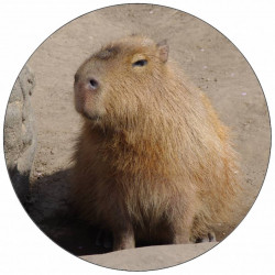 Essbares Kaperpapier 19,5 cm