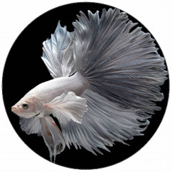 Essbares Papier Weißer Schleier 19,5 cm