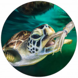 Essbares Seetier-Papier Schildkröte 19,5 cm