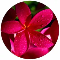 Essbares Papier rotes Blümchen 19,5 cm