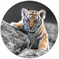 Essbares Papier Tigerjunges 19,5 cm