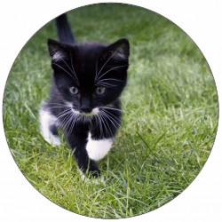 Essbares Papier-Kätzchen im Gras 19,5 cm