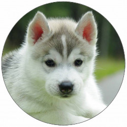 Essbares Papier Welpe Husky 19,5 cm