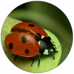 Essbares Papier Erdbeerkäfer auf einem Blatt 19,5 cm