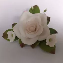 Zuckerrose - weiß, rosa Randbereich