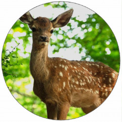 Essbares Papier Reh 19,5 cm