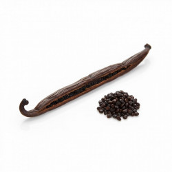 Vanillevanilleschote Bourbon – Gourmet 1 Stück / Grad A (18 cm +)